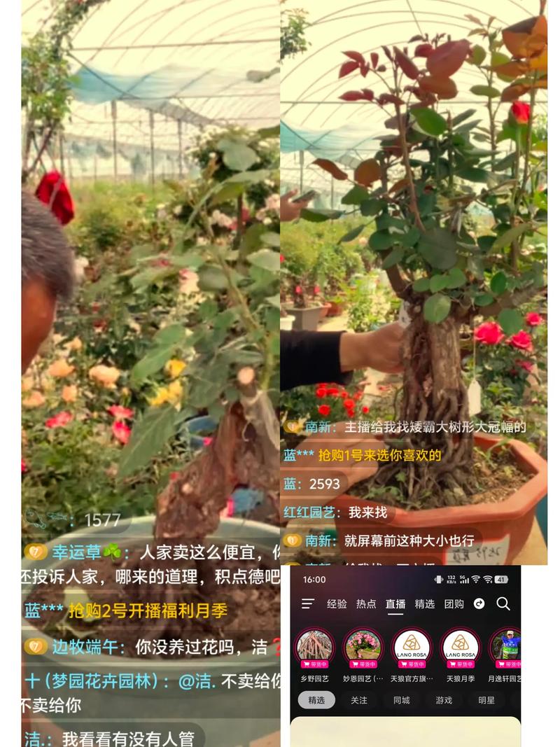 月季直播在线下载平台