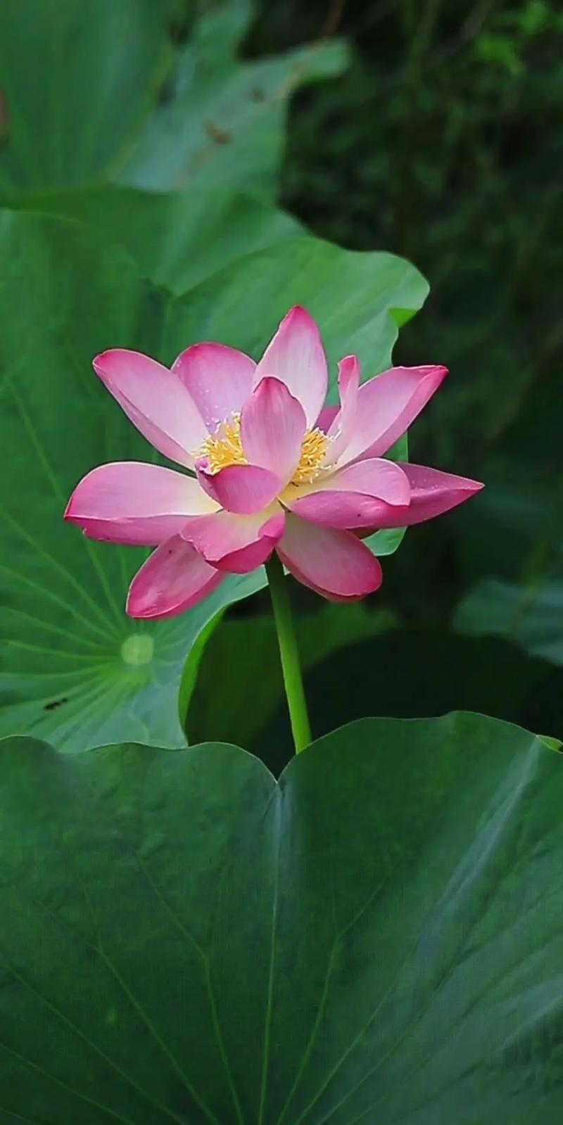 荷花直播下载安卓截图