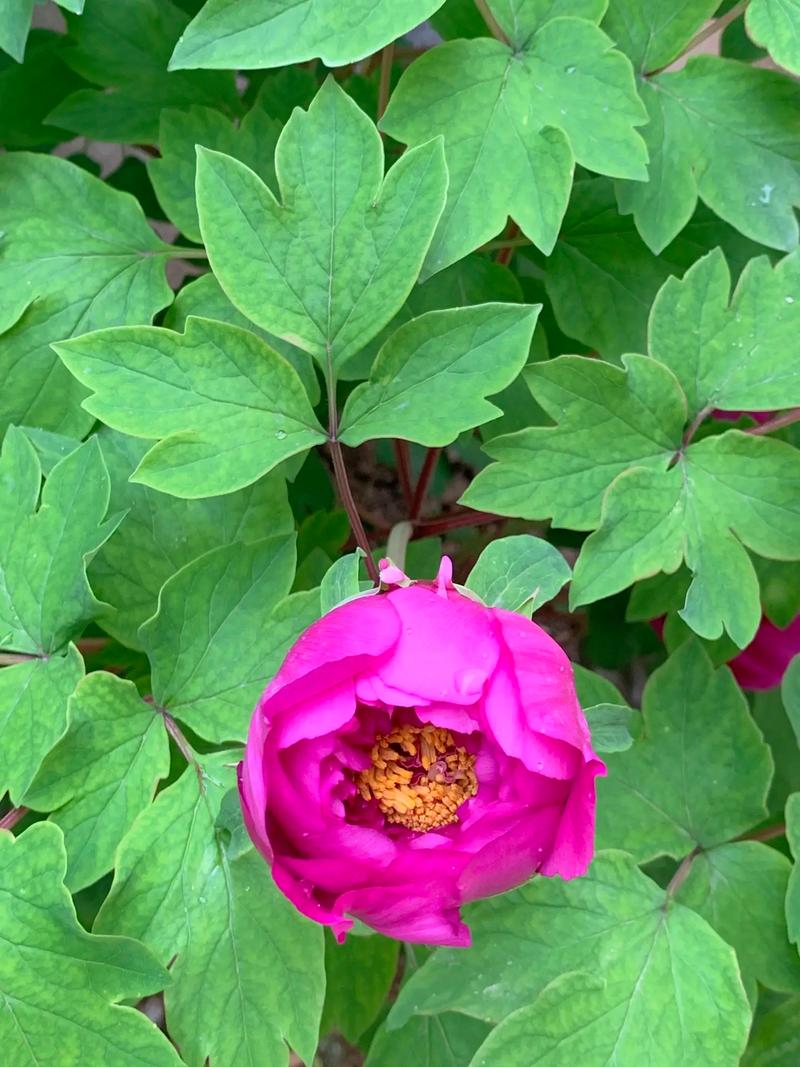 牡丹视频下载地址