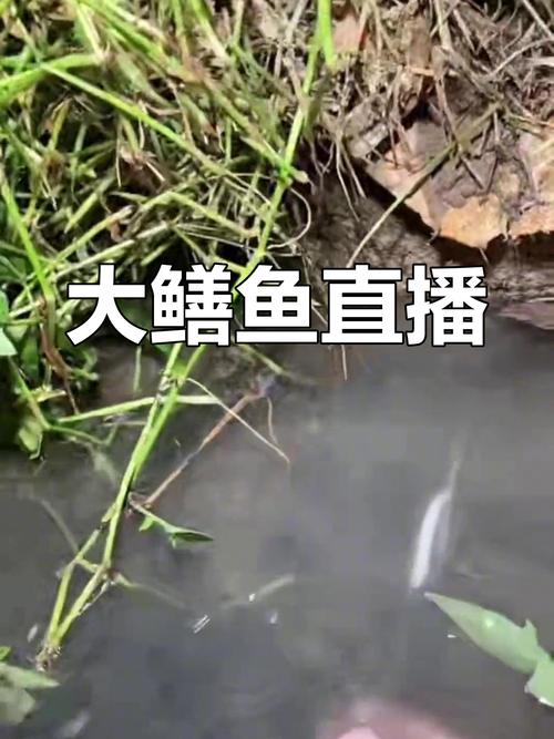 鳝鱼直播下载安装