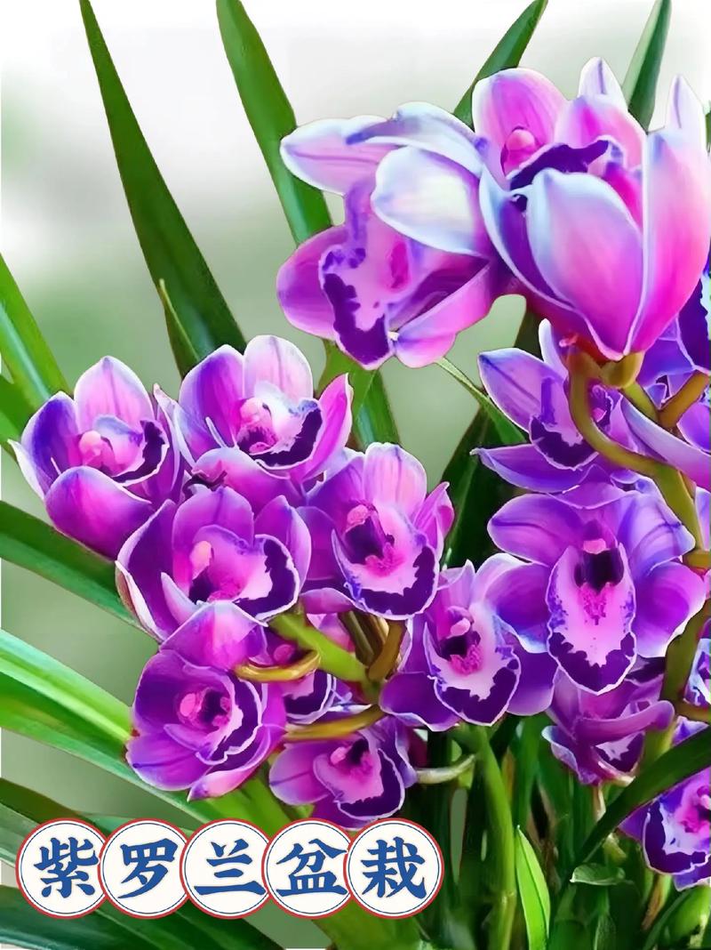 紫罗兰直播下载手机版