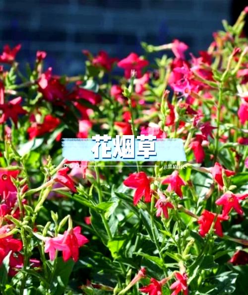 花烟直播下载免费截图