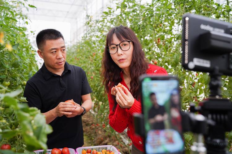 番茄视频直播下载安装