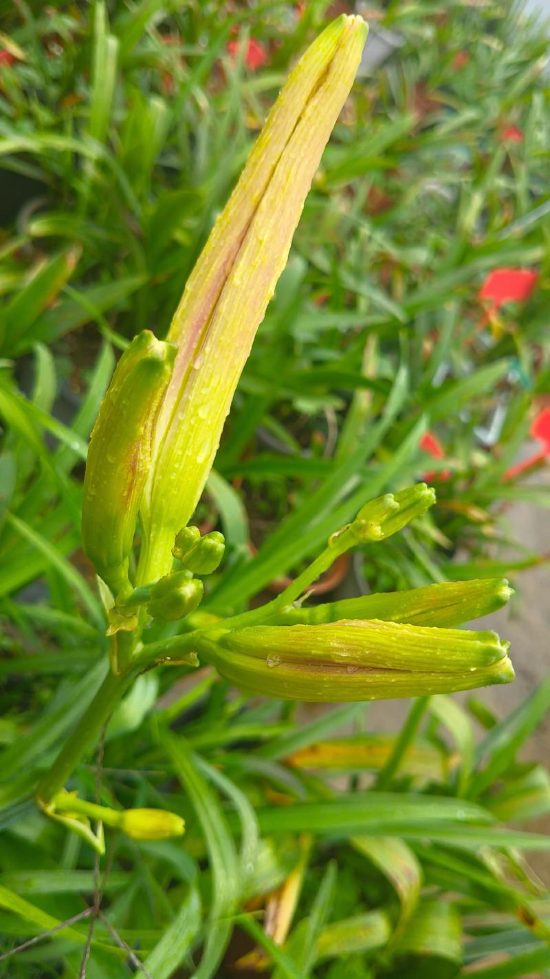 忘忧草视频直播下载免费