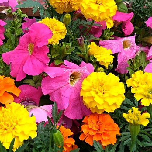 惜缘交友最新版下载安装破解版2026