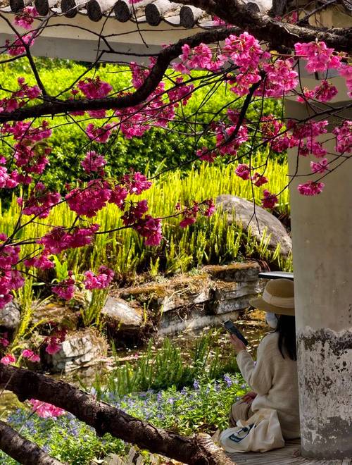 樱花树直播最新版破解版下载安装2026软件
截图