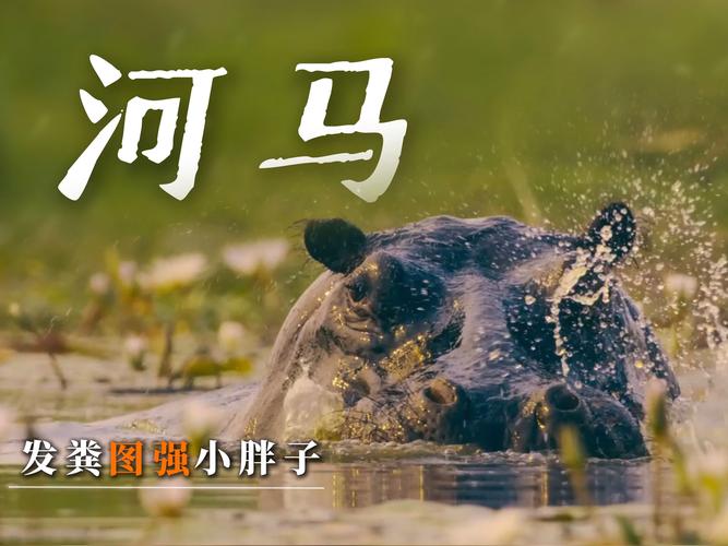 酷河马电影下载
