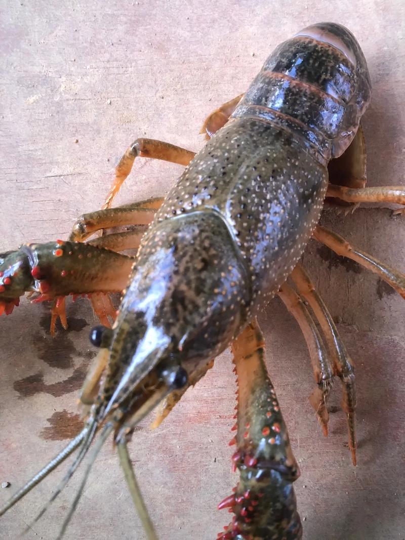 网上赚钱小虾2026最新
