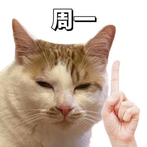 copycat表情包2026最新
