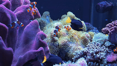 海底世界动态桌面
截图