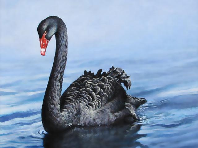 黑天鹅 下载2026最新
