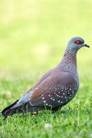 野鸽子下载2026最新
