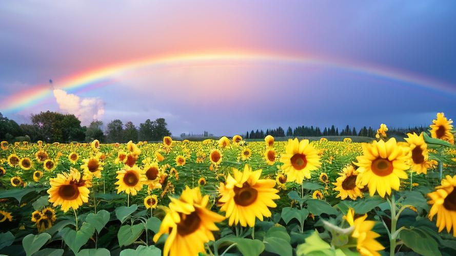 乐桌面官网2026最新
