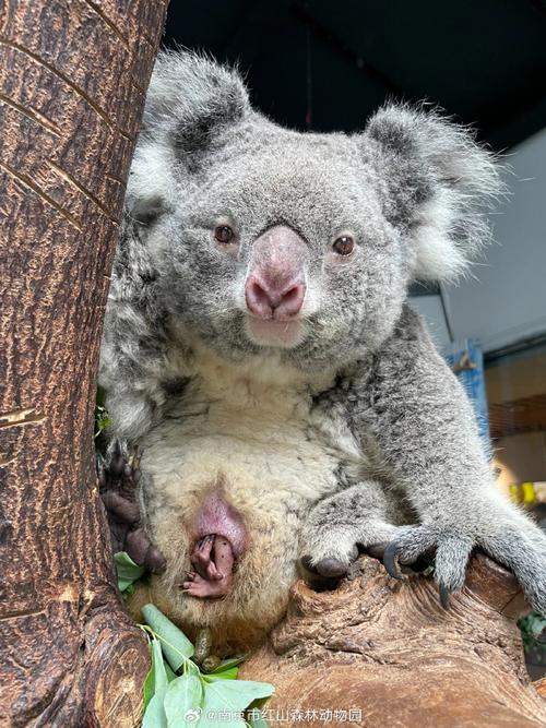 考拉社区2026最新
截图