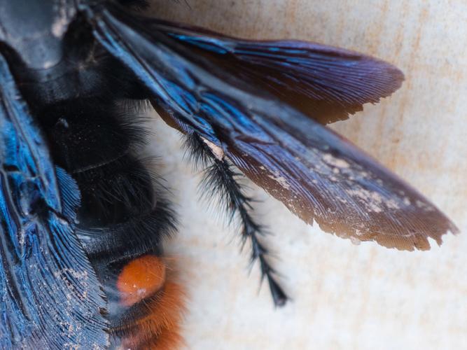 蓝蜜蜂2026最新
截图