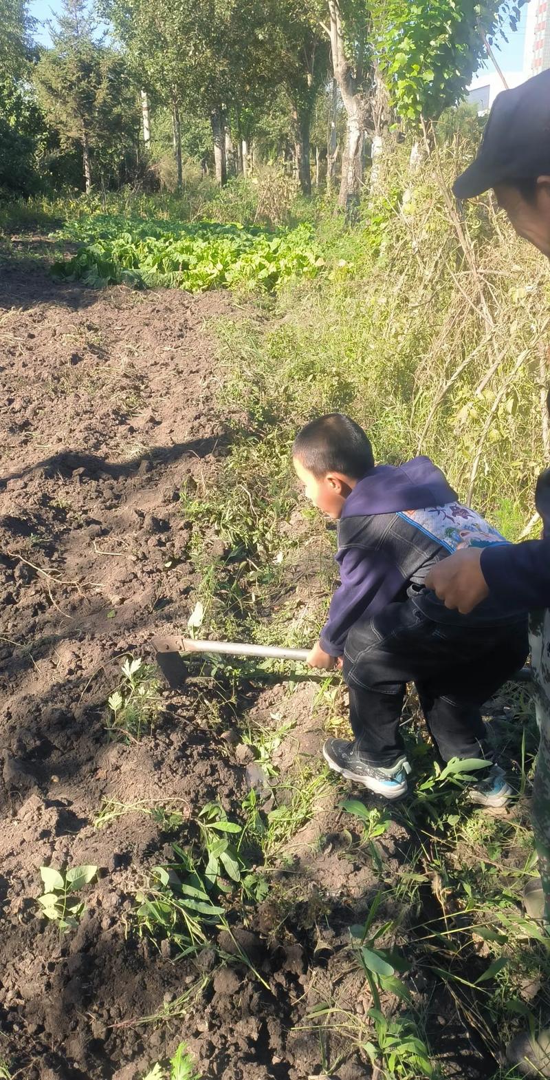 手机收菜2026最新
