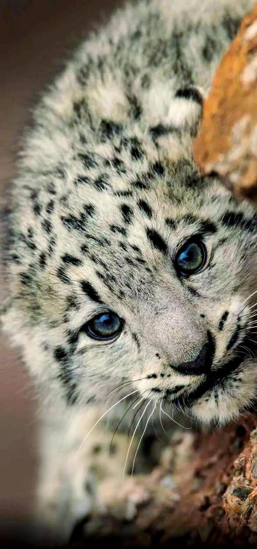 雪豹系统2026最新
截图