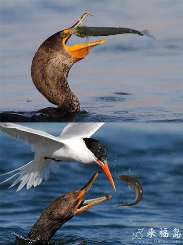 来福岛另类图片2026最新
截图