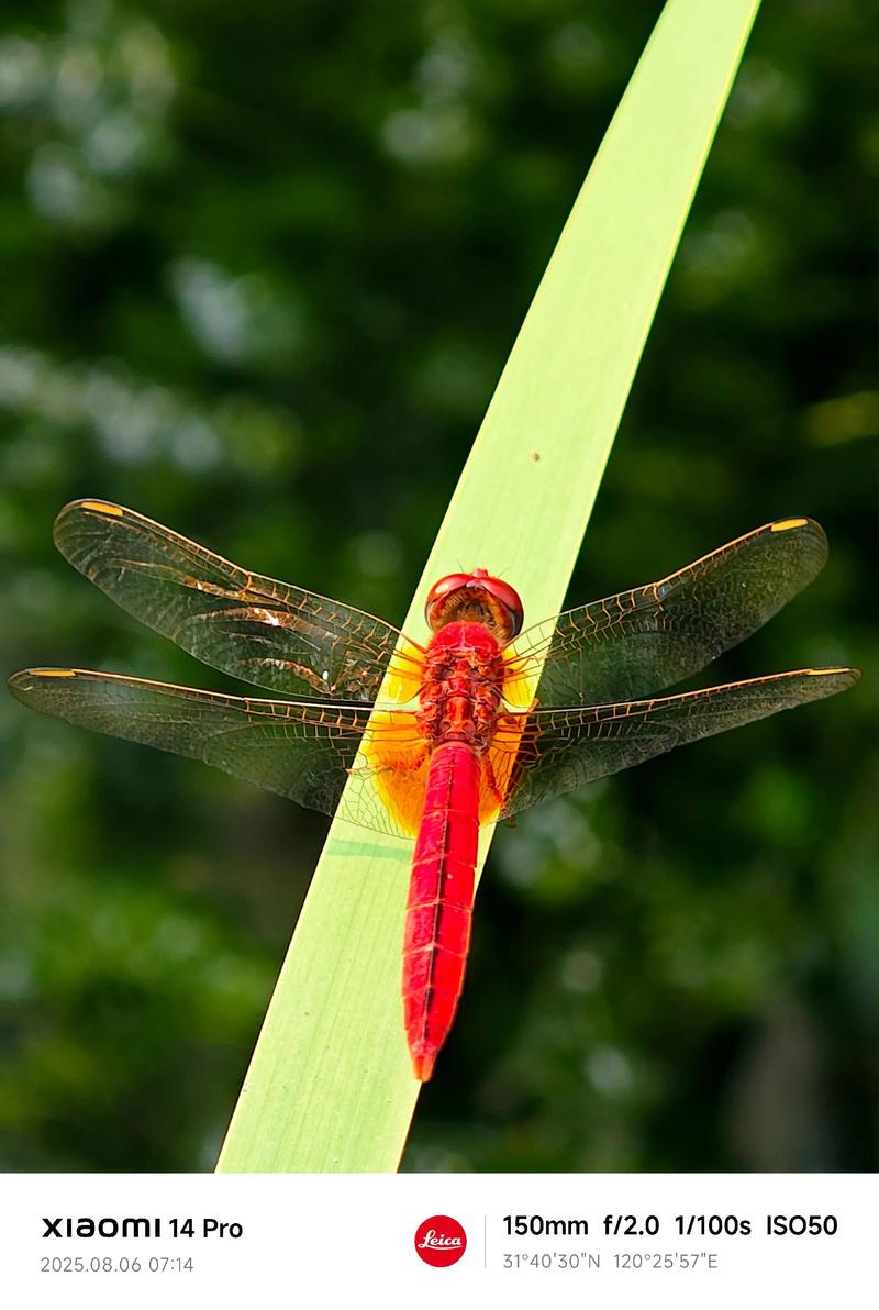 红蜻蜓抓图精灵下载2026最新
截图