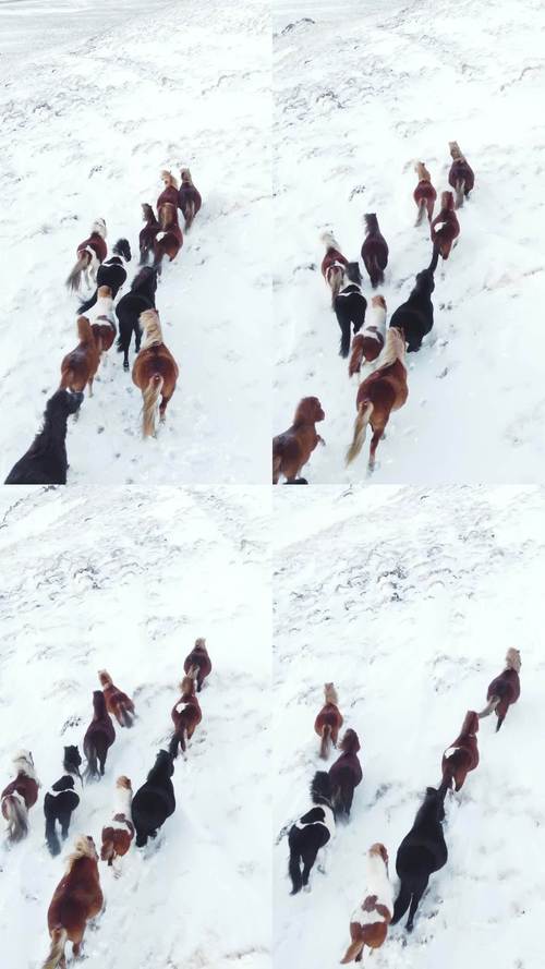 雪地狂奔下载2026最新
