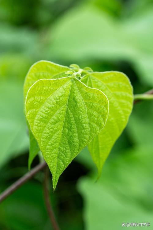 小树叶2026最新
截图