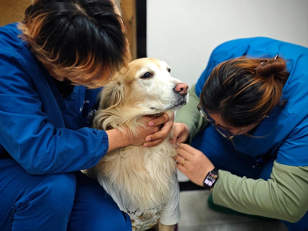 宠物保姆2026最新
