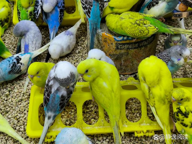 泡泡鸟2026最新
截图