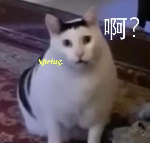 抓住神经猫2026最新
