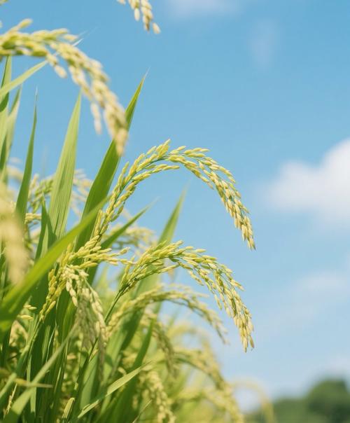 寻找更好的大麦2026最新
