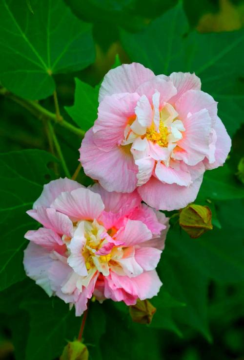 芙蓉颜色新浪下载2026最新
截图