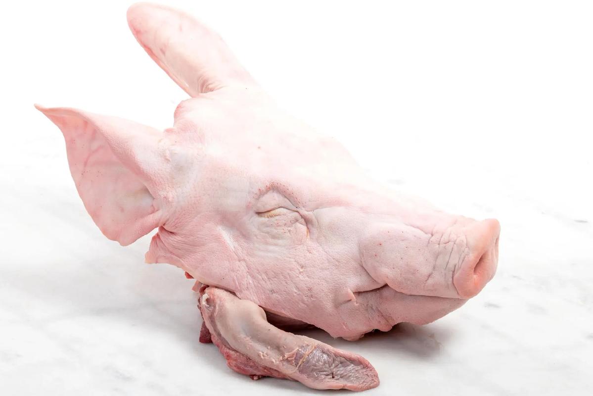 猪头网2026最新
截图