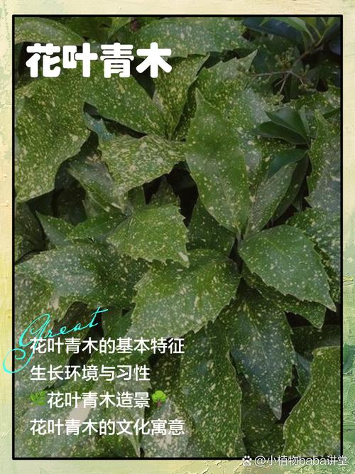 青青花木2026最新
截图