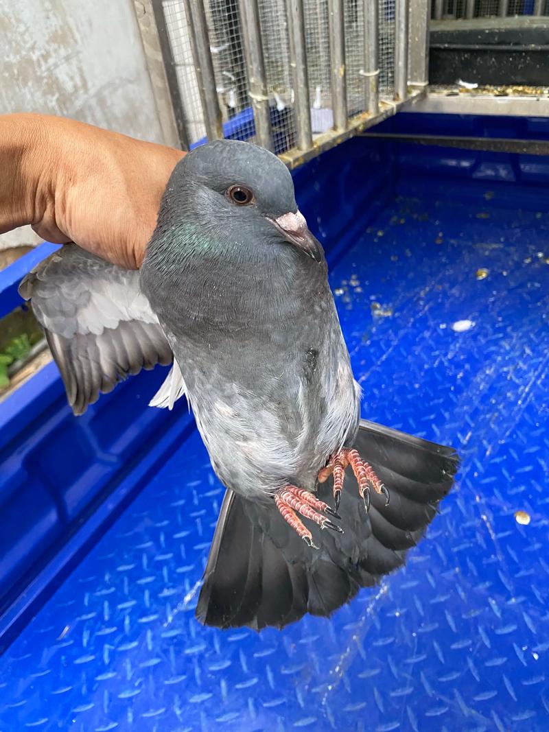 中鸽直播网2026最新
