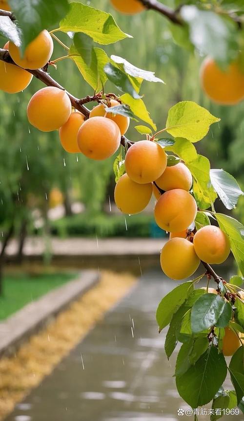 橘子红了下载2026最新版
