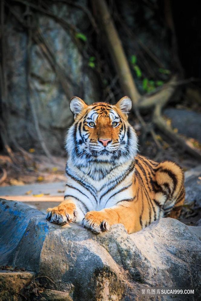 卧虎下载2026最新版
