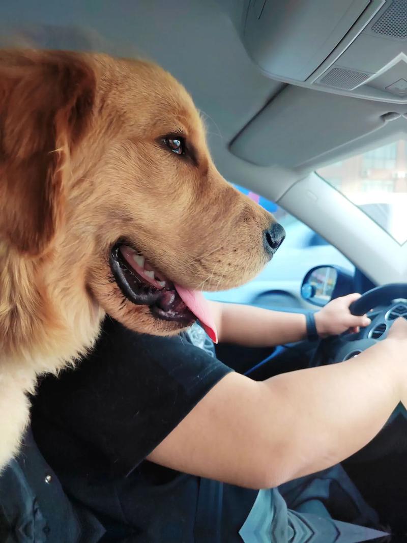 导航犬2026最新版
