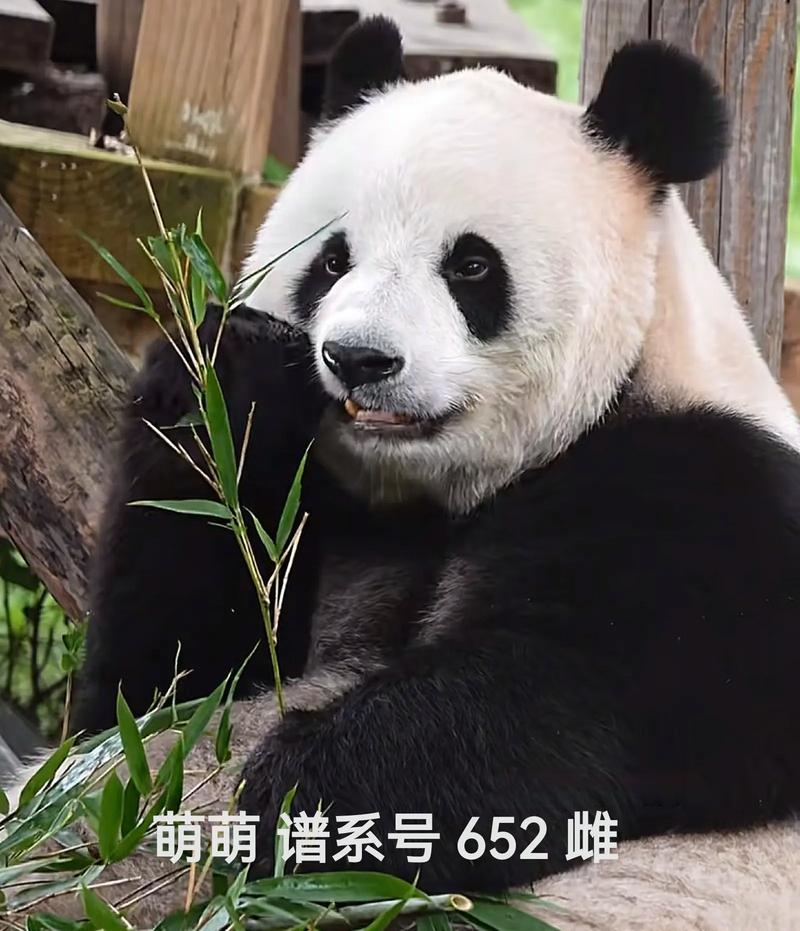 91熊猫2026最新版
