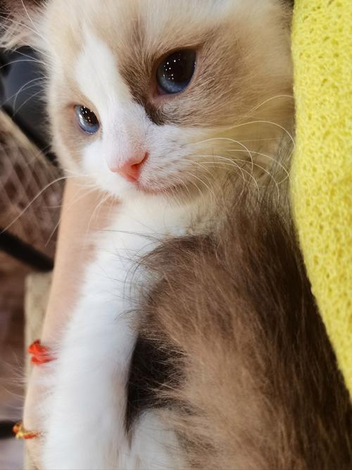 昆宠网2026最新版
