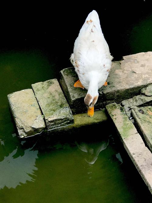 倒鸭子2026最新版
