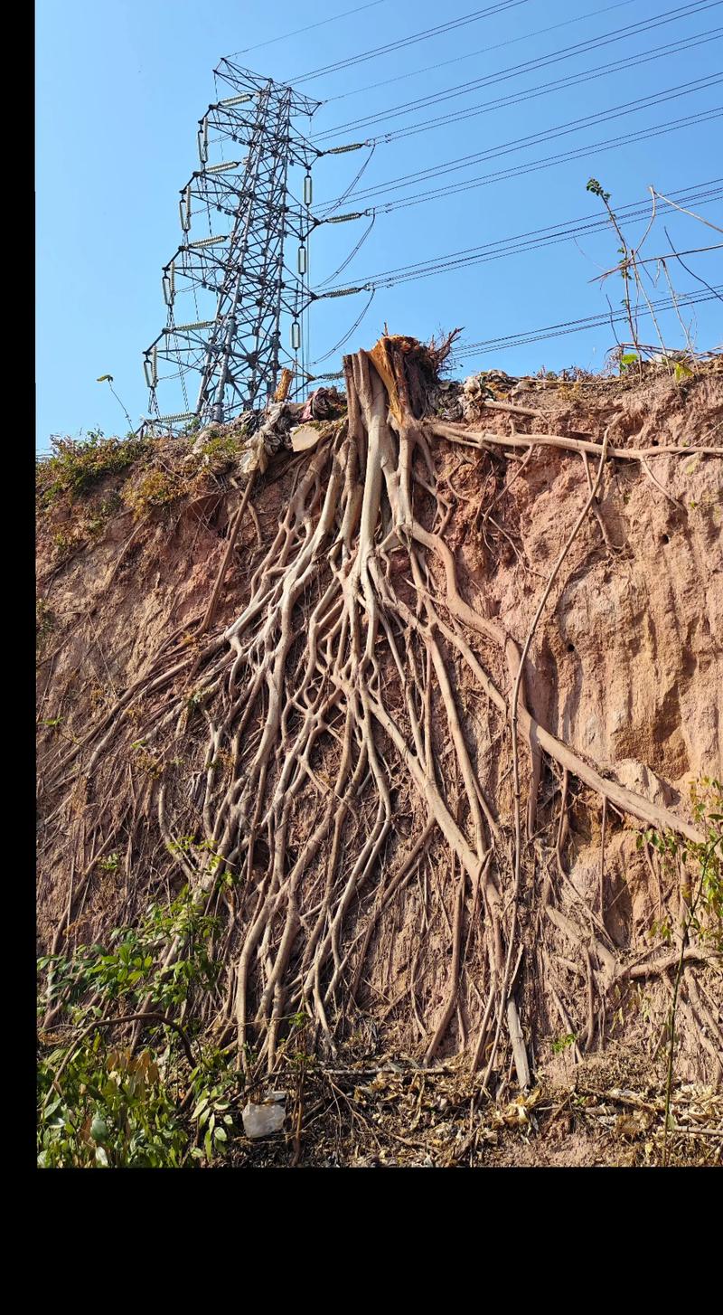 树大根深下载2026最新版
