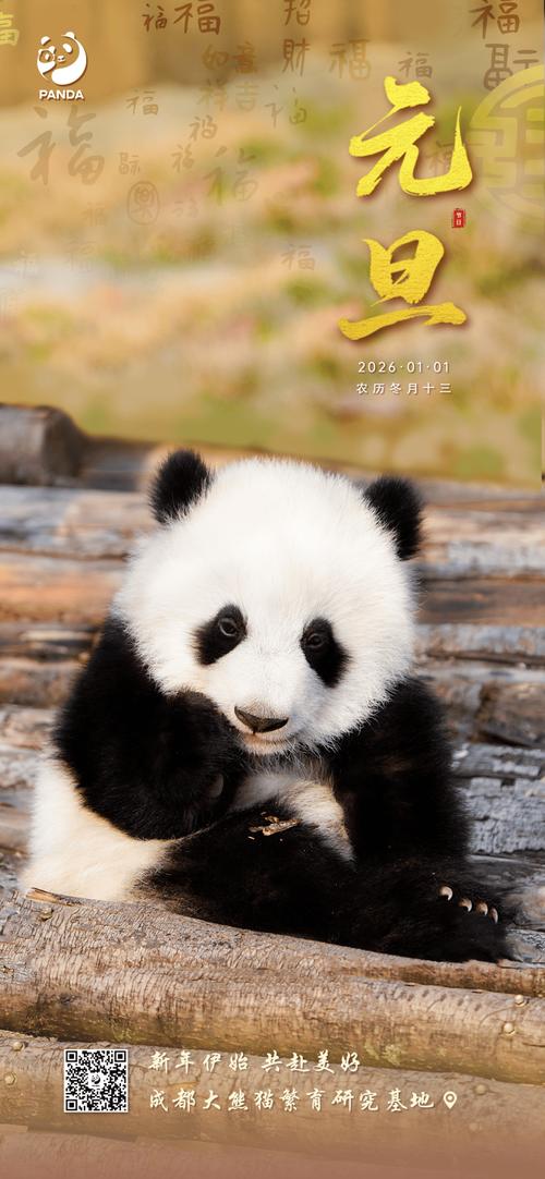 熊猫网2026最新版
