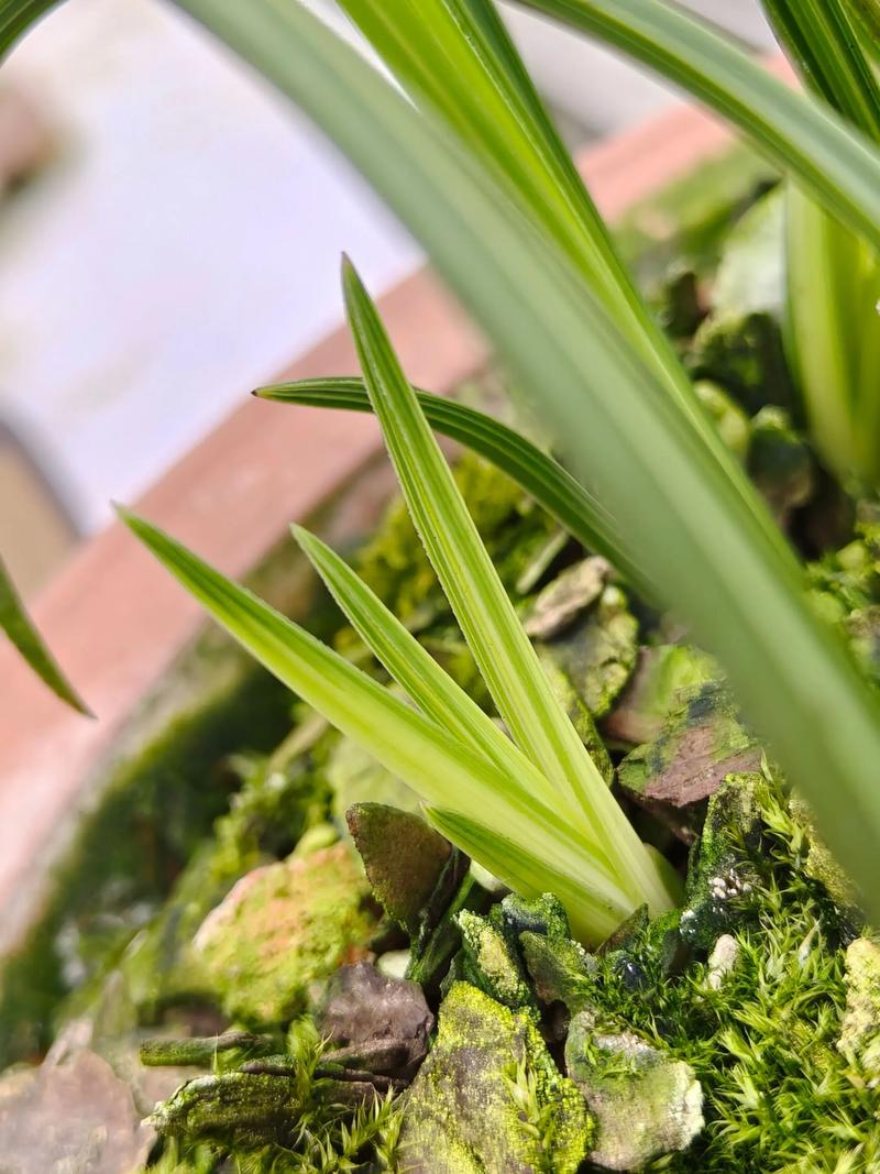 中国兰花交易网2026最新版
截图