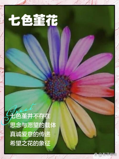 七色堇2026最新版
