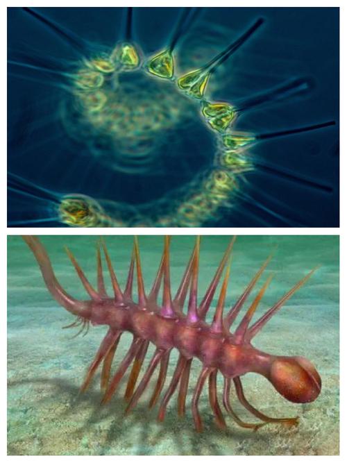 浮游生物网2026最新版
