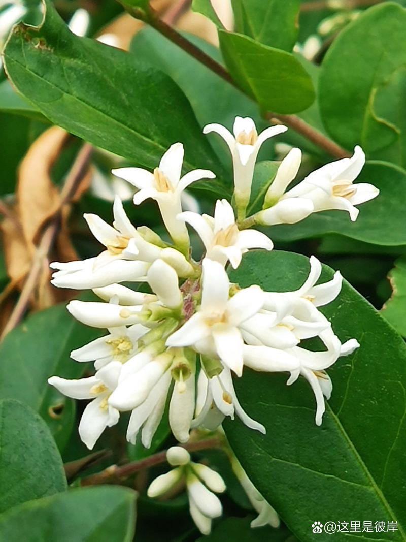 花水木 下载2026
