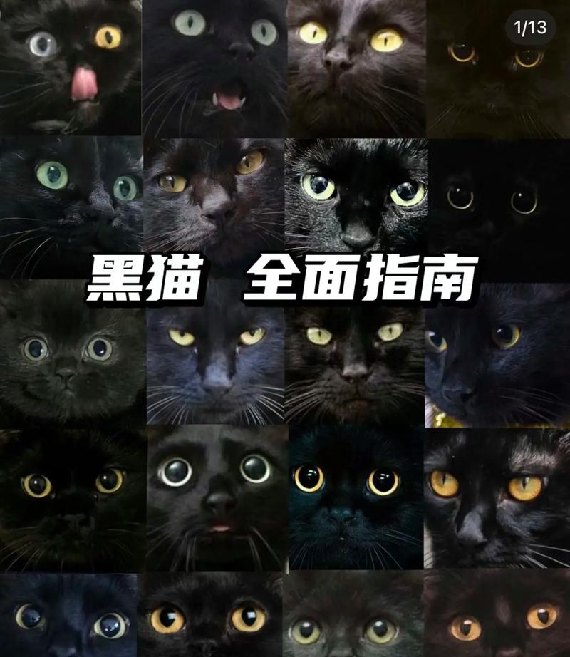 黑猫版本库