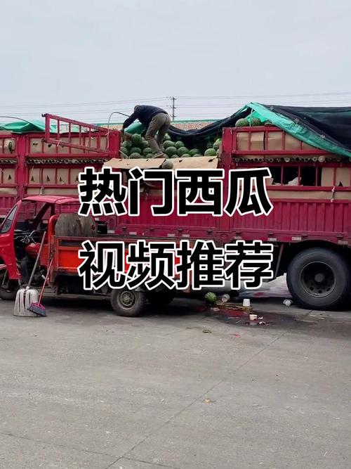 x西瓜视频2026