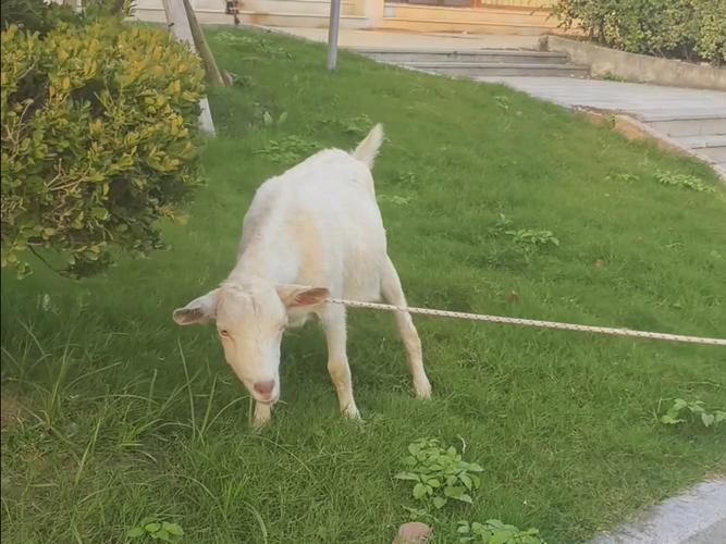 送小羊回家32026