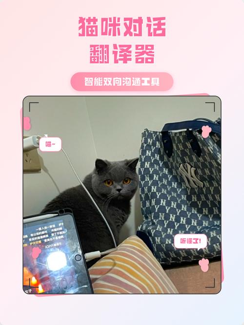 猫猫翻译器2026