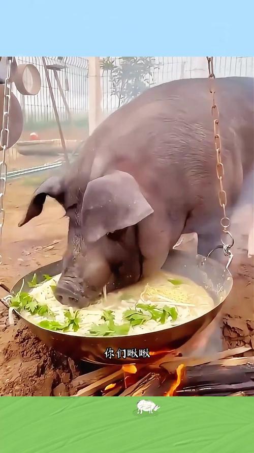 猪吃食的视频2026